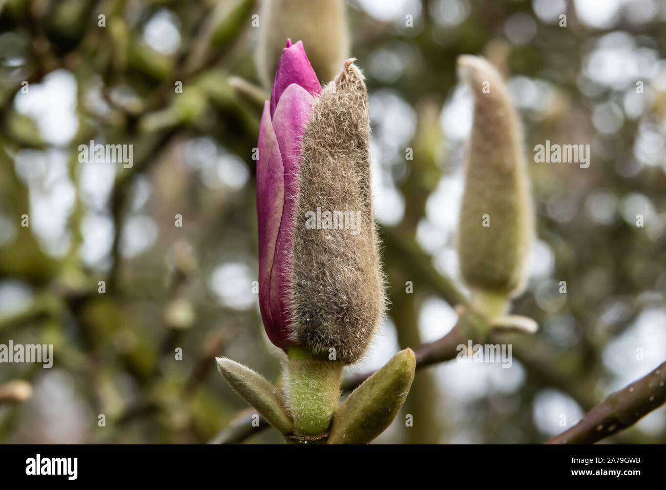 Magnolia Flower Buds Opening in Winter Stock Photo Alamy