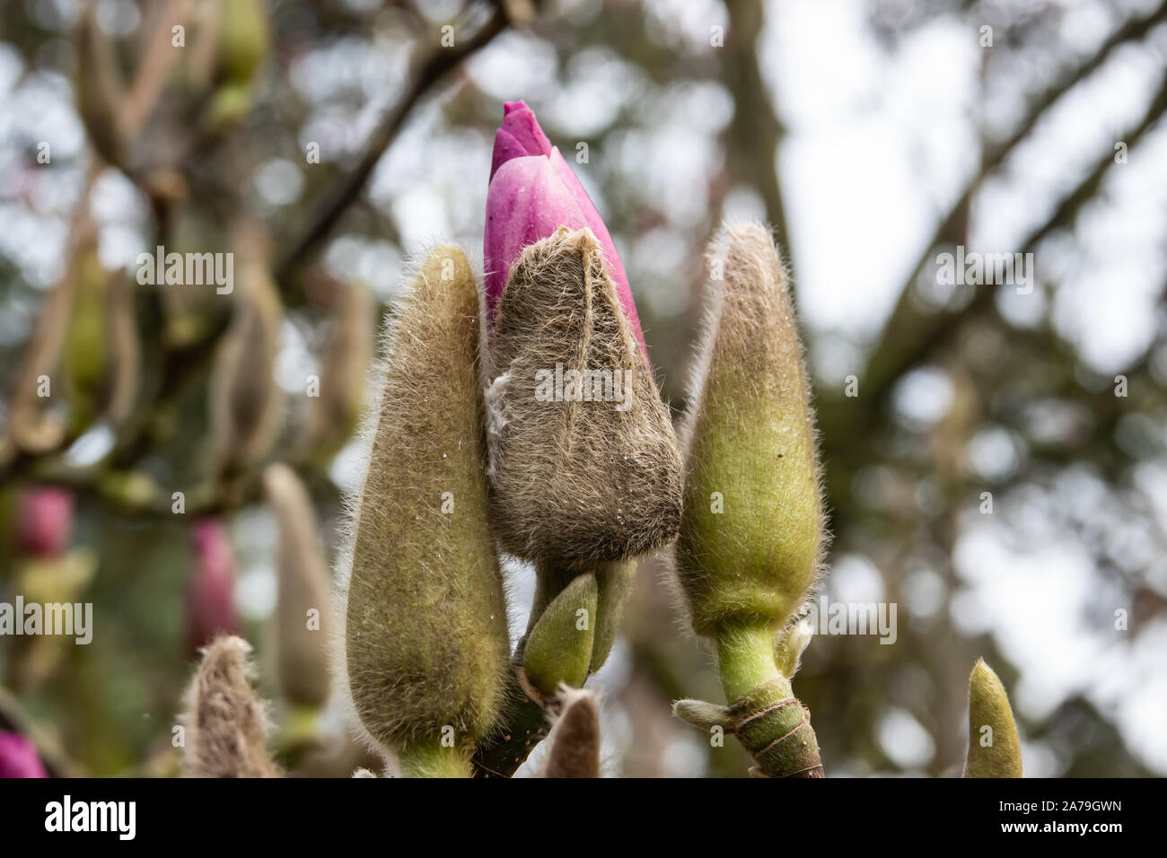 Magnolia Flower Buds Opening in Winter Stock Photo Alamy