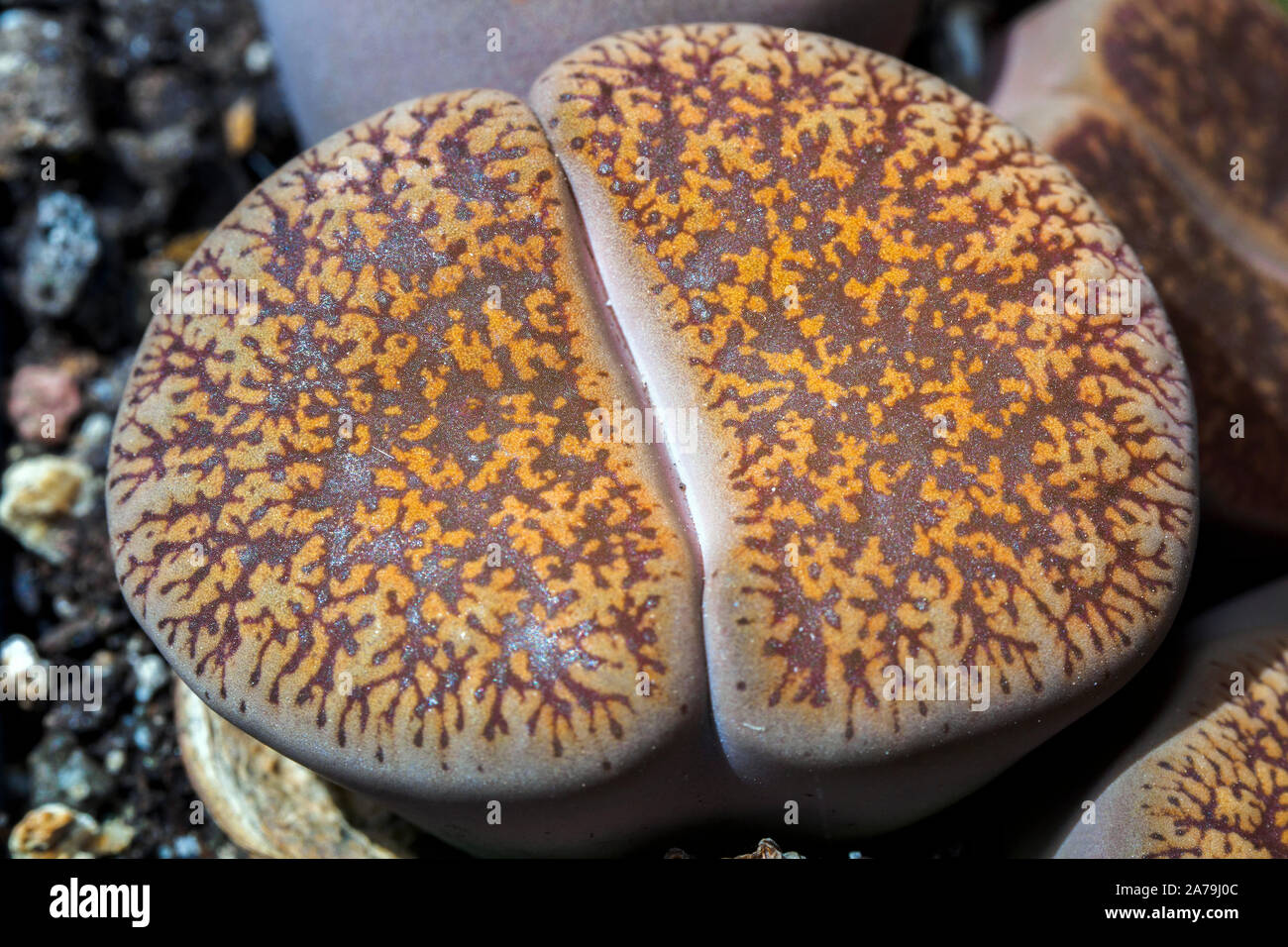 lithops succulent plant Stock Photo