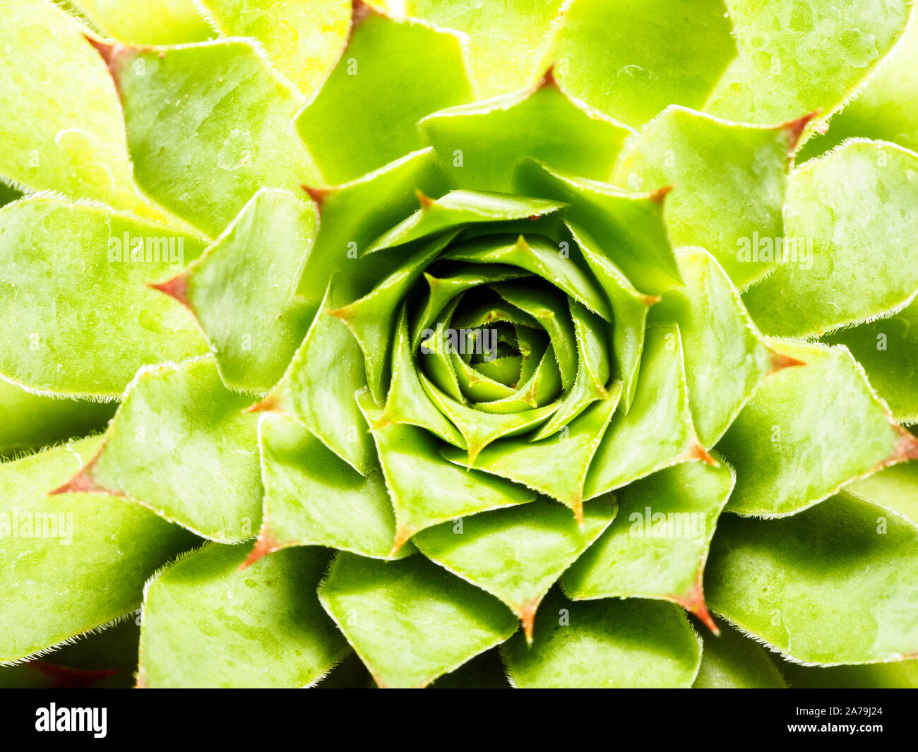 Sempervivum calcareum succulent plant Stock Photo
