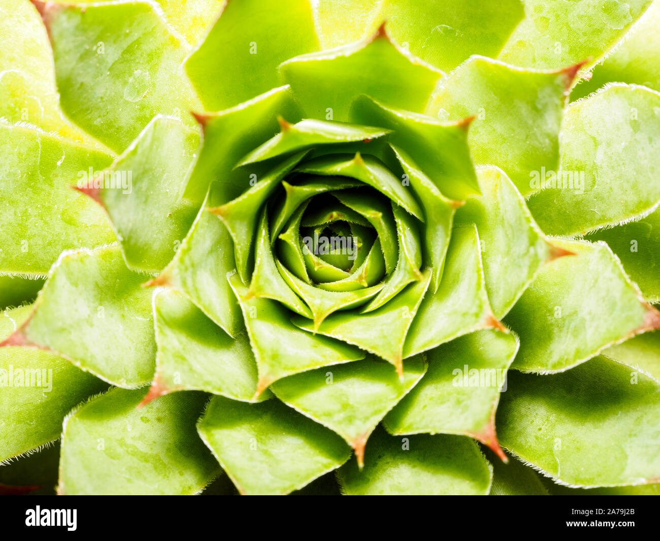 Sempervivum calcareum succulent plant Stock Photo