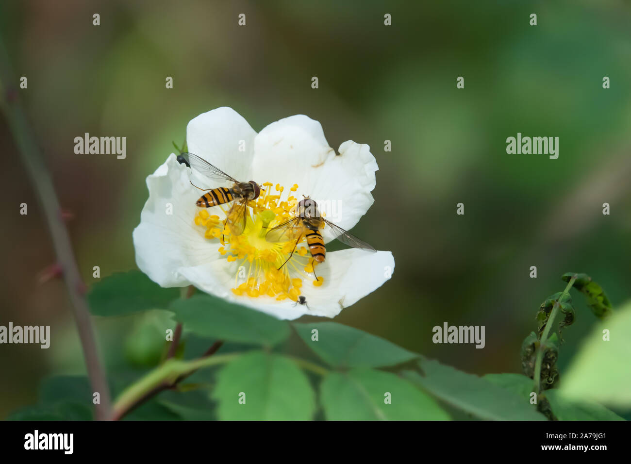 Marmalade Hoverfly on Wild Rose Flower in Springtime Stock Photo