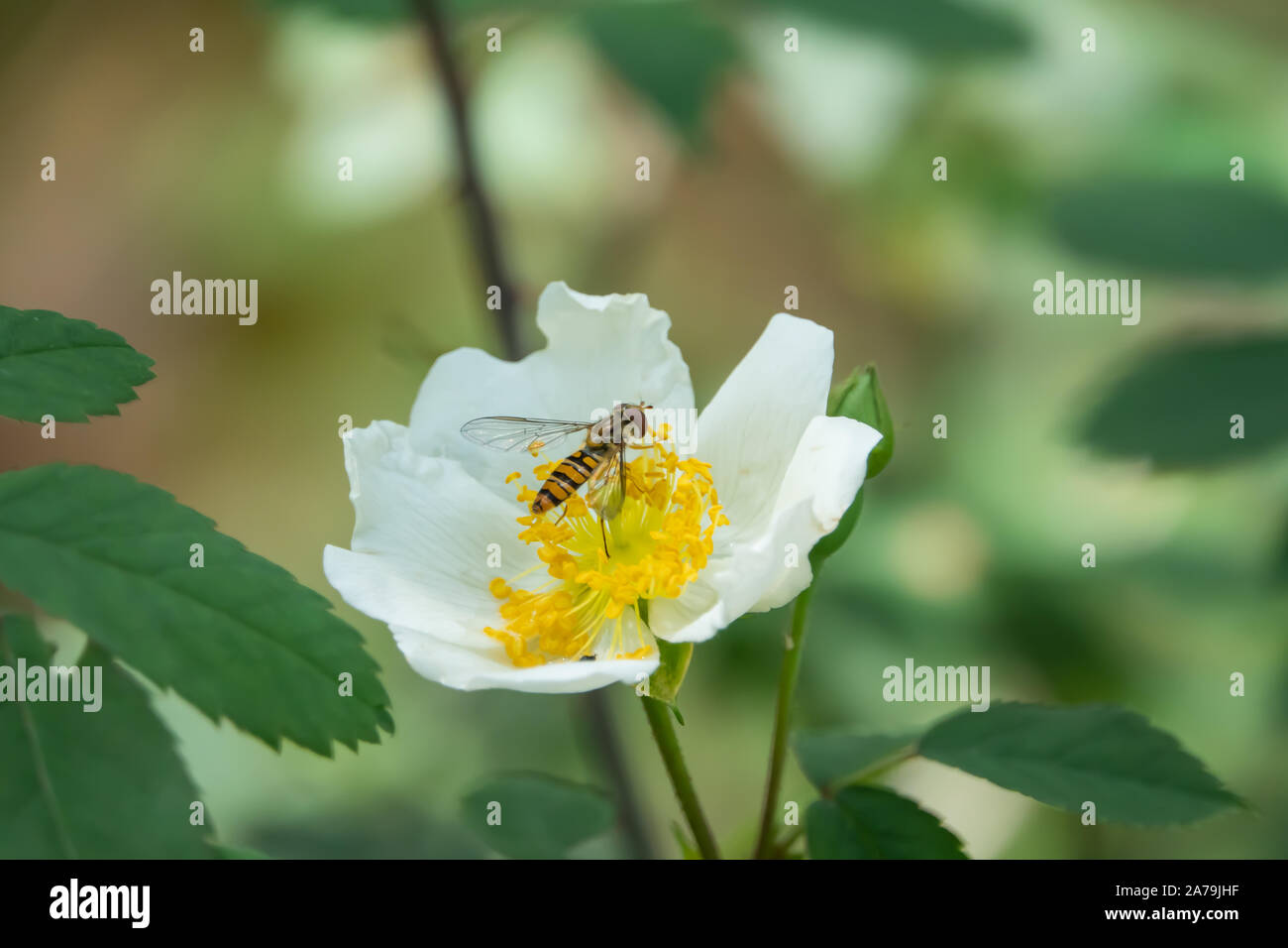Marmalade Hoverfly on Wild Rose Flower in Springtime Stock Photo
