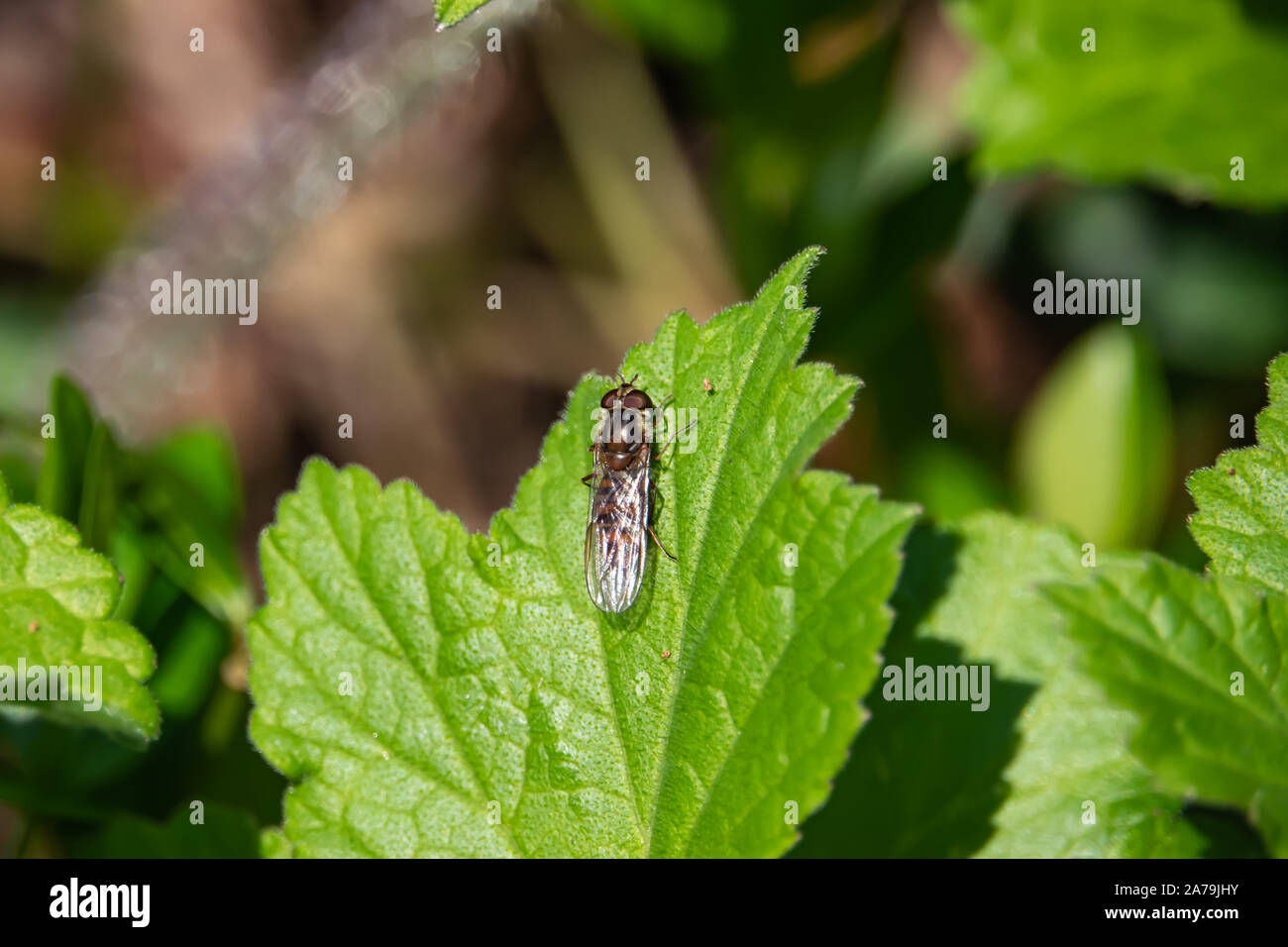 Marmalade Hoverfly on Leaf in Springtime Stock Photo