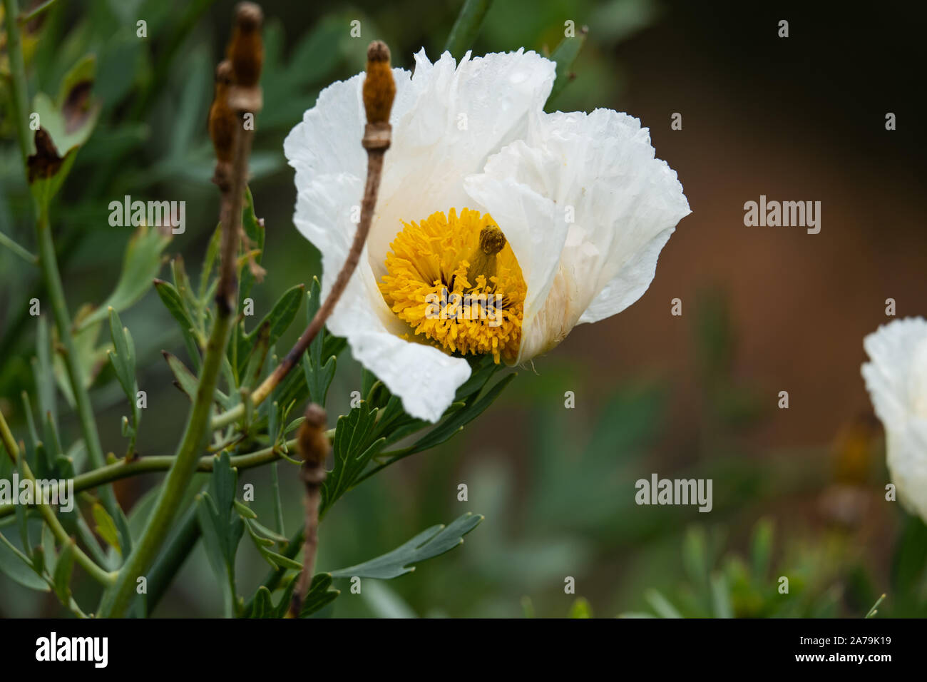 Coulter's Matilija Poppy Flower in Bloom Stock Photo