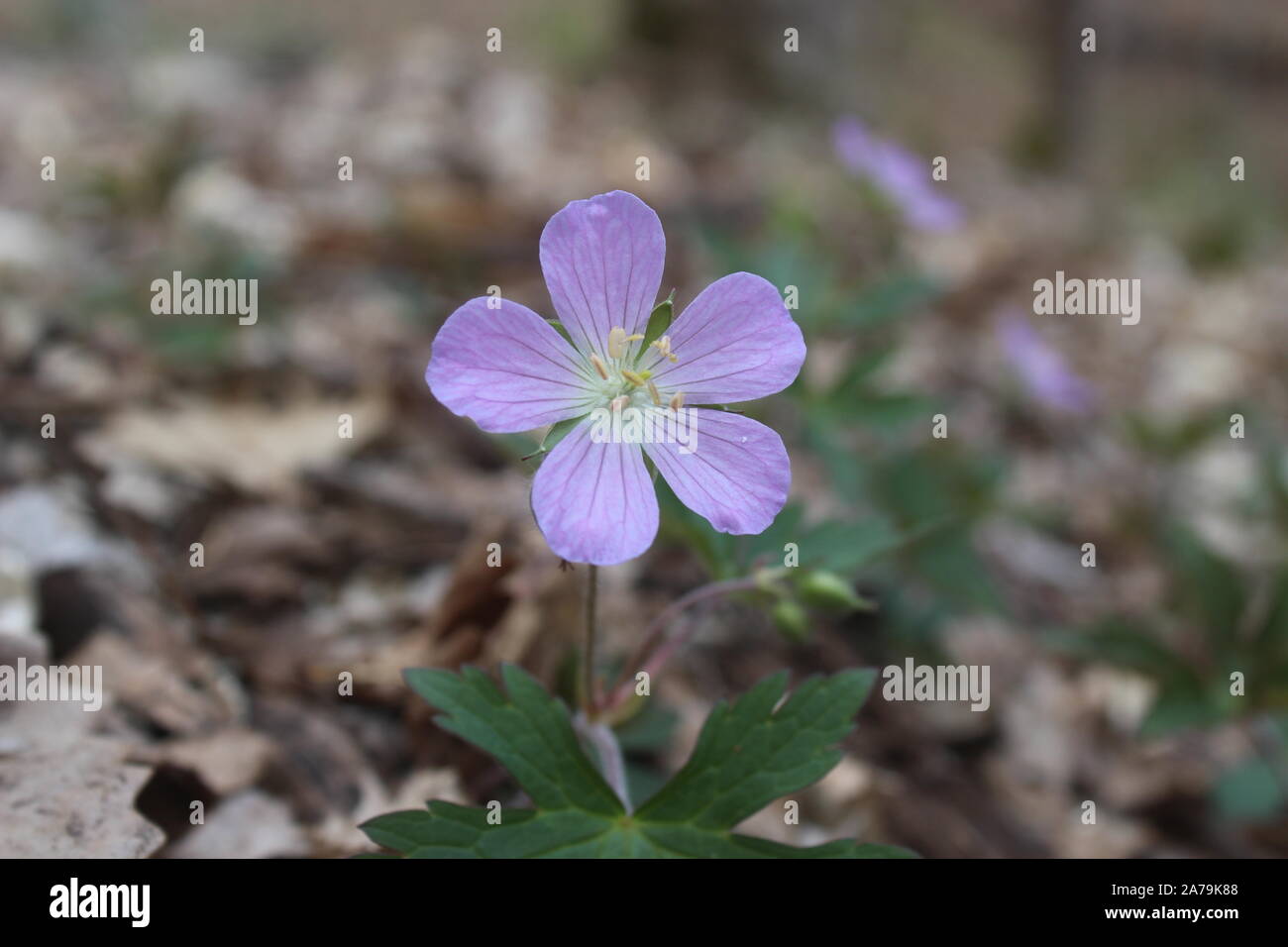 Purple pink wildflower hi-res stock photography and images - Alamy