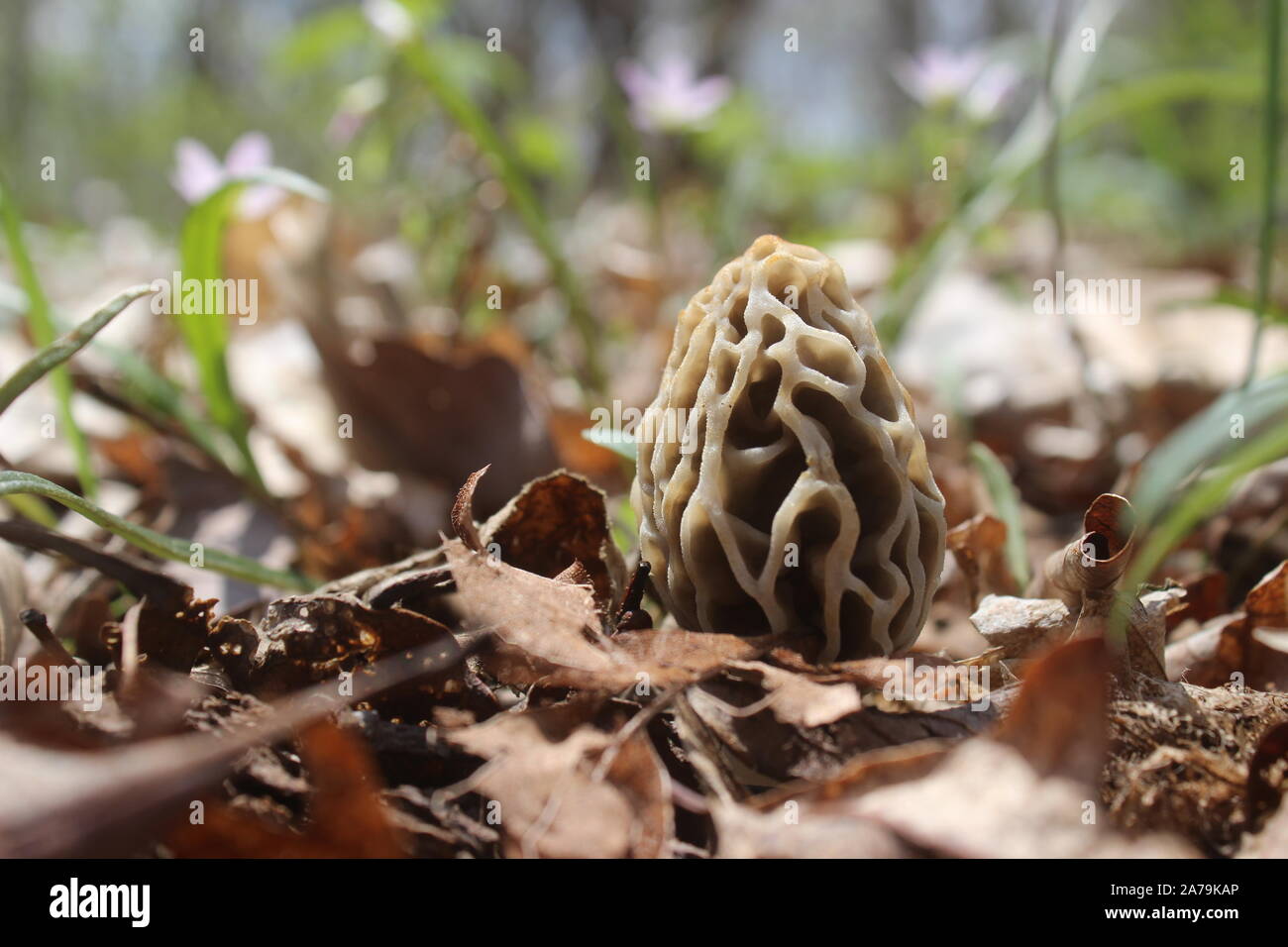 Morel mushroom growing on the forest floor Stock Photo