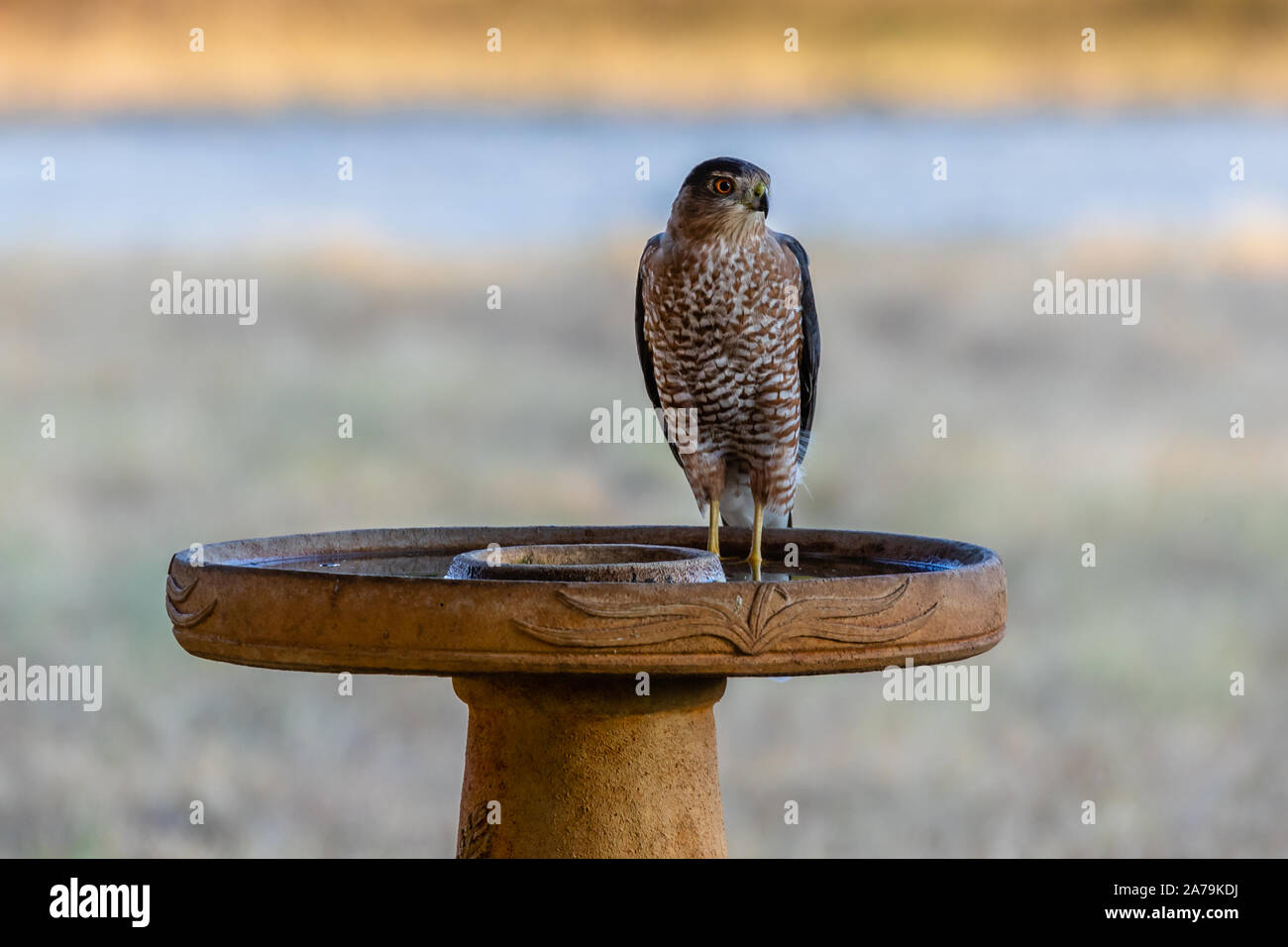 Cooper's Hawk sitting on a bird bath Stock Photo Alamy