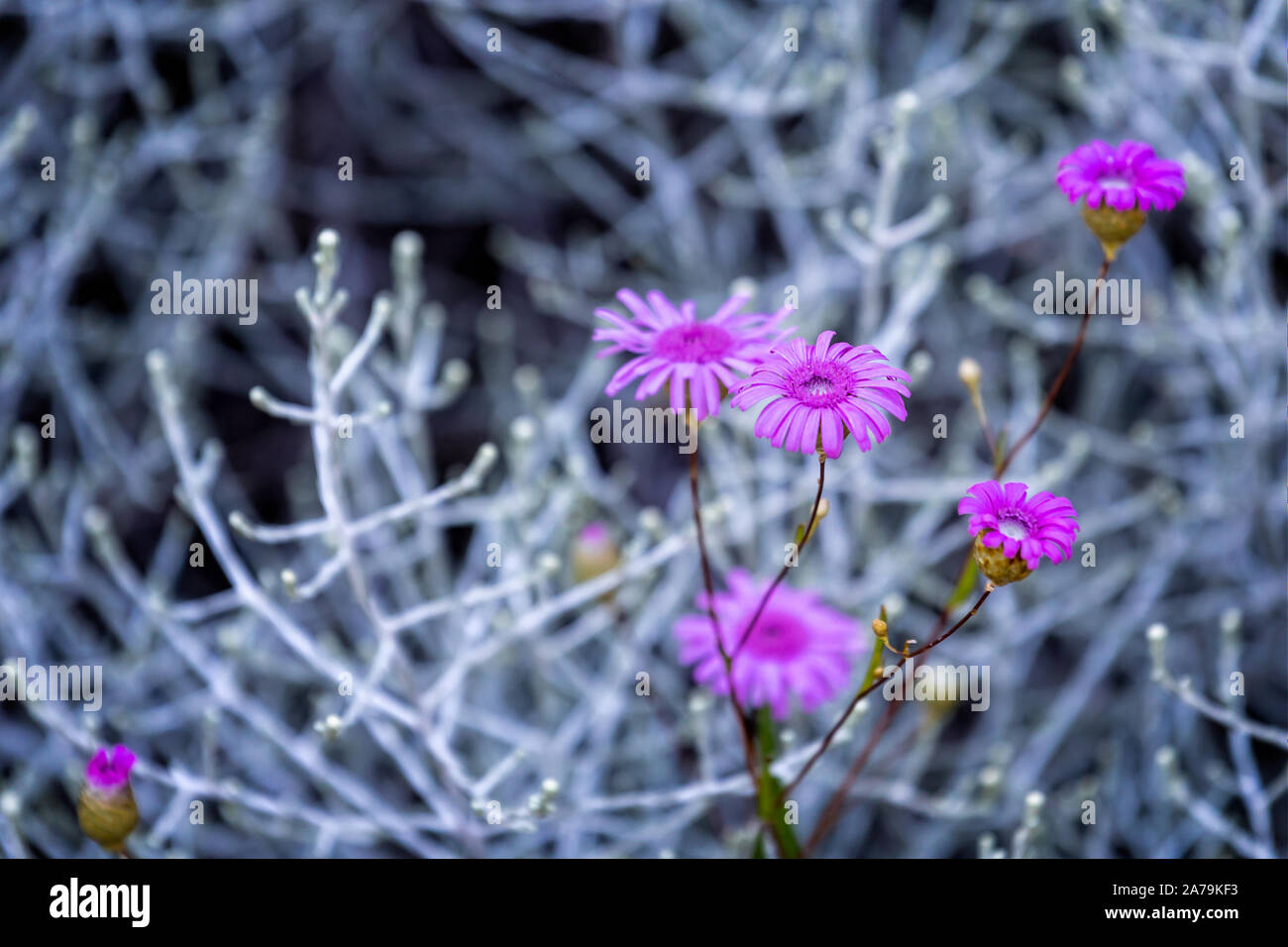 Western Australia Wildflowers Stock Photos Western Australia