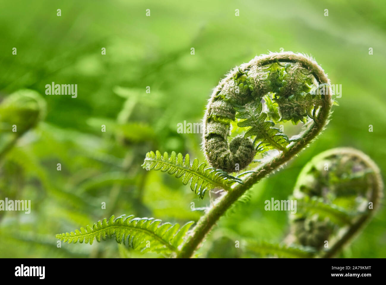 Fern close up Stock Photo - Alamy