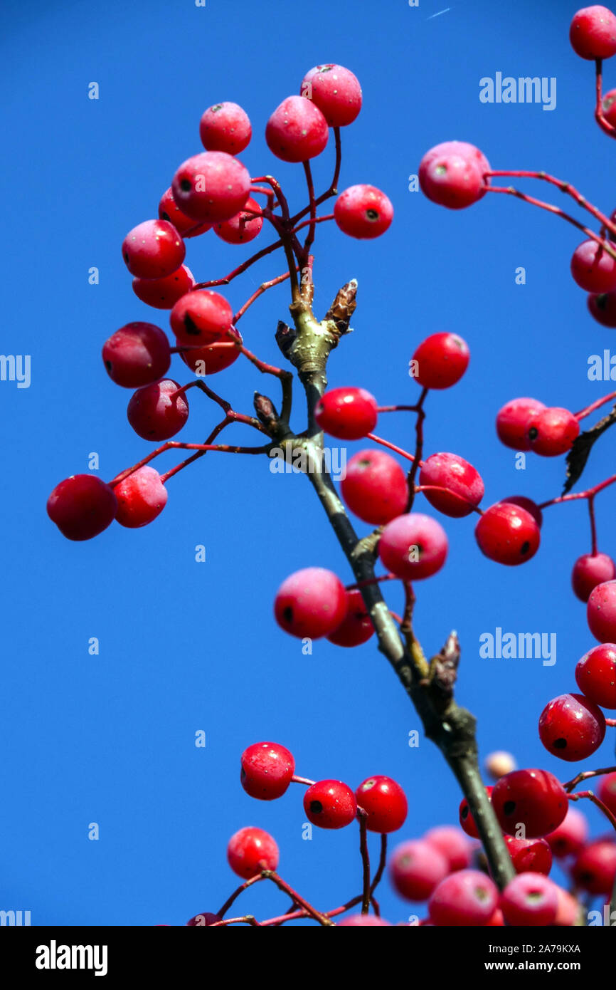 Mountain Ash  Sorbus alnifolia 'Red Bird' Stock Photo