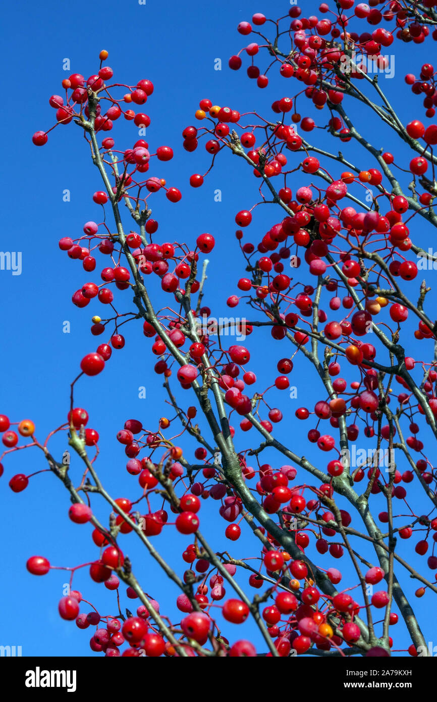 Mountain Ash tree  Sorbus alnifolia 'Red Bird' blue red berries on branches fruits Stock Photo
