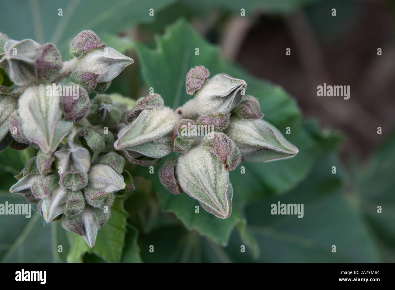 Mexican Bush Mallow Flower Buds in Winter Stock Photo