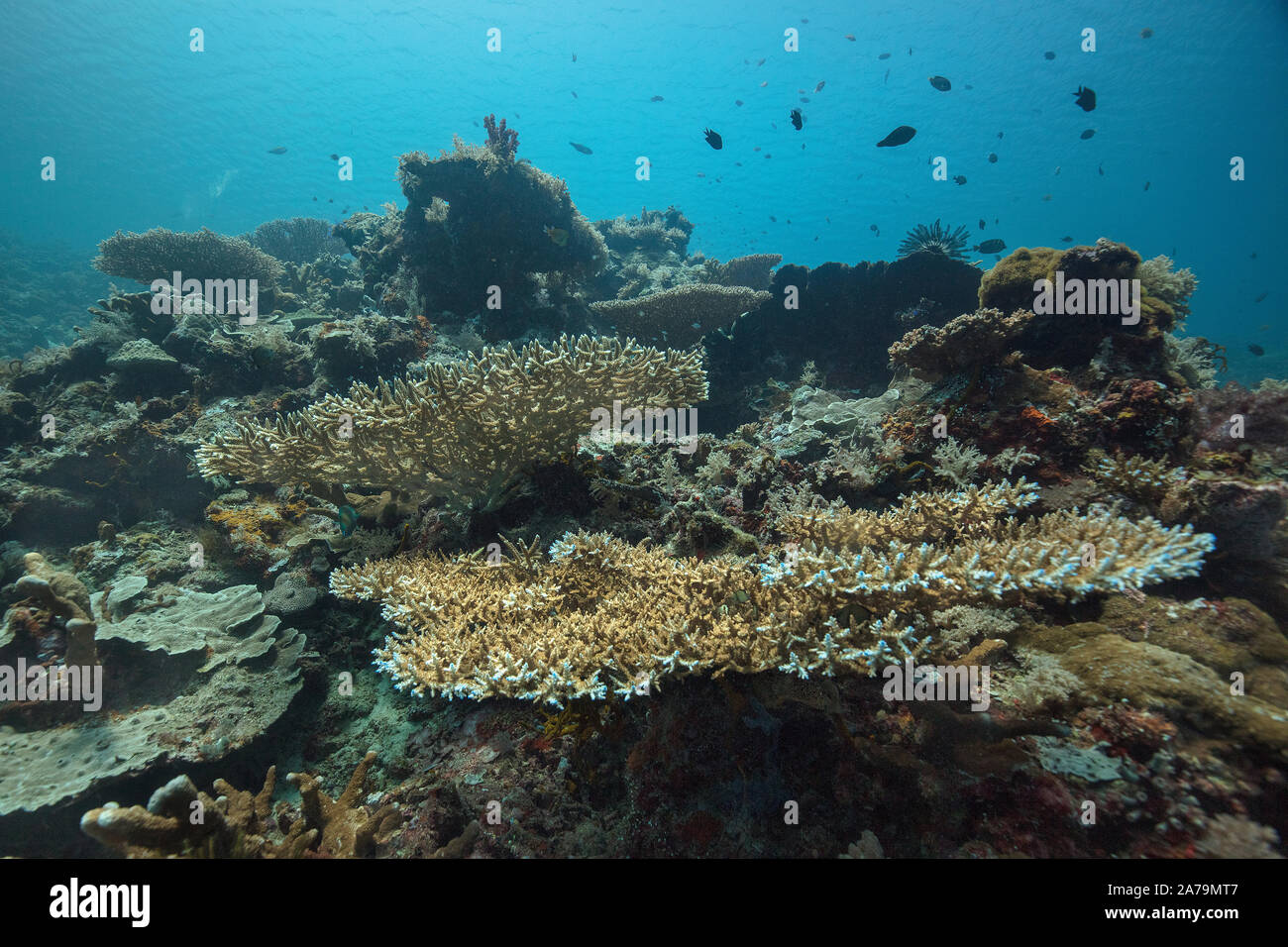 Amazing underwater world of Maratua Island in East Kalimantan, the Sulwaesi Sea. Stock Photo