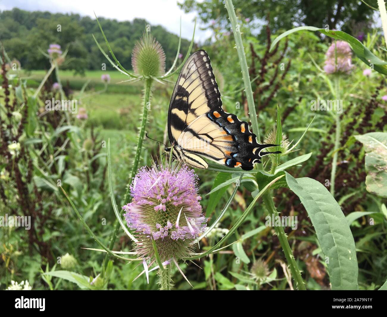 Swallowtail Butterfly feeds on nectar from blooming purple thistle Stock Photo
