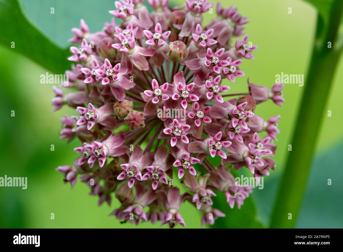 Milkweed Inflorescence in Springtime Stock Photo