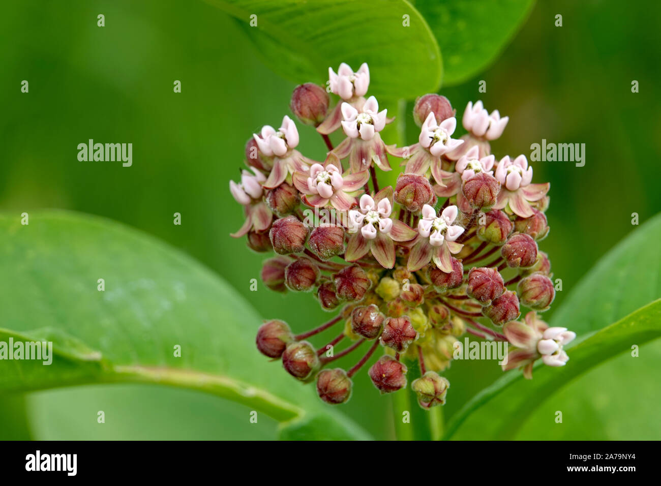 Milkweed Inflorescence in Springtime Stock Photo