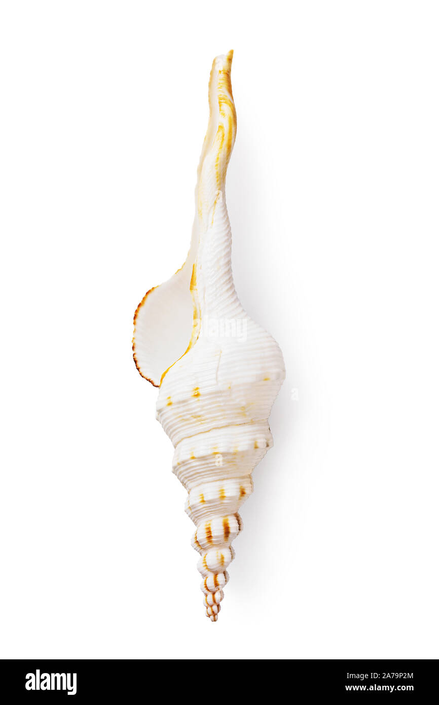 Seashell isolated on a white background, top view. Fusinus colus light color Stock Photo