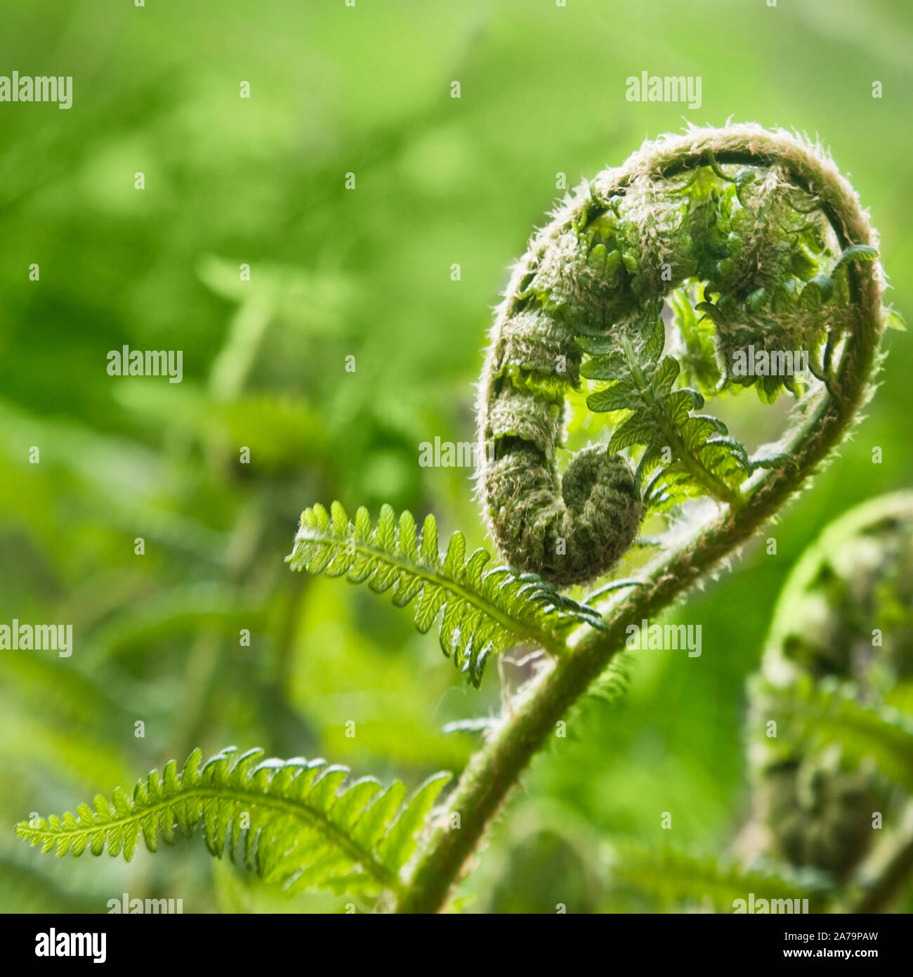 Fern close up Stock Photo - Alamy