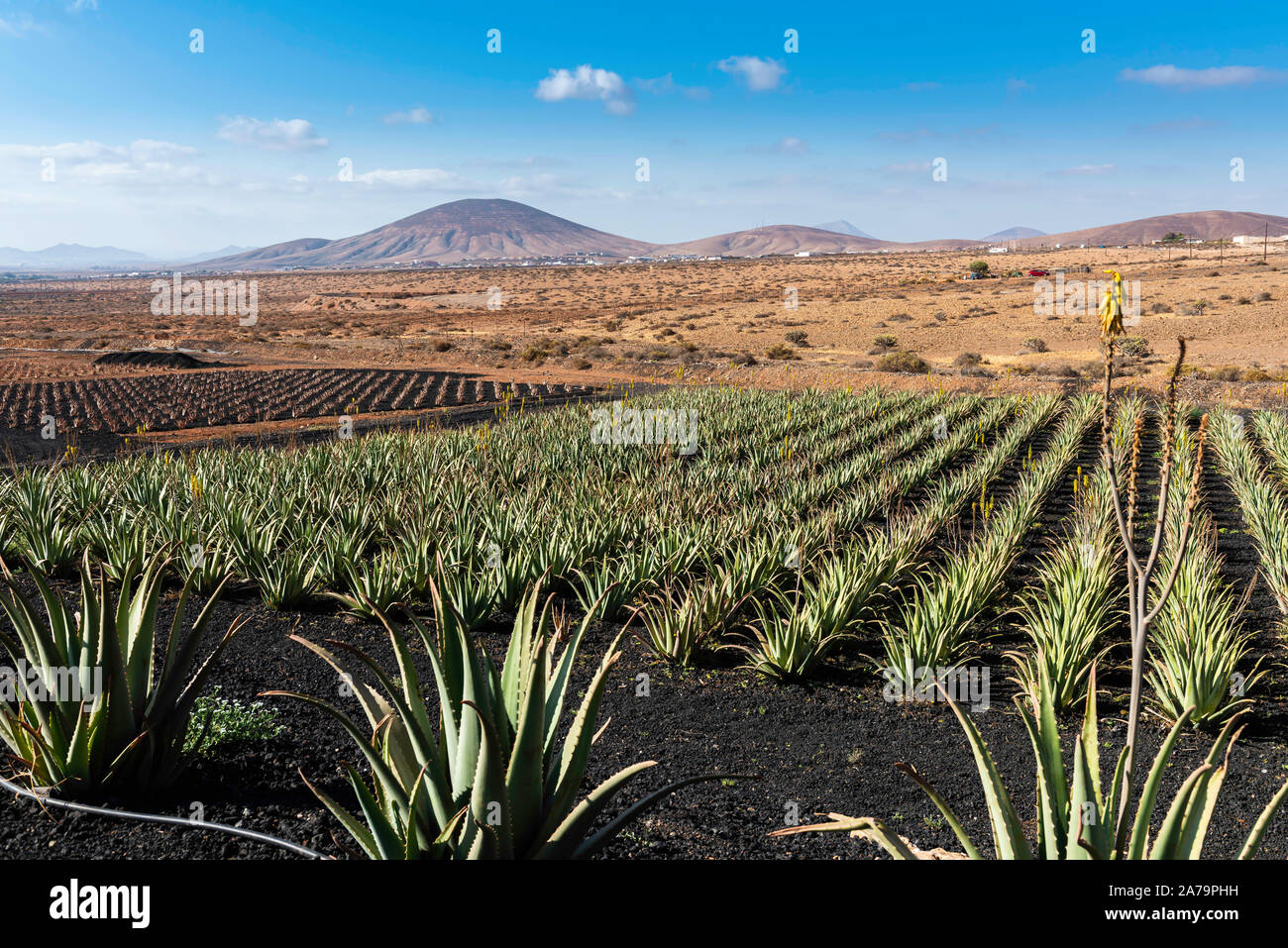 Aloe Vera growing on the Island of Fuerteventura in the canary islands Stock Photo