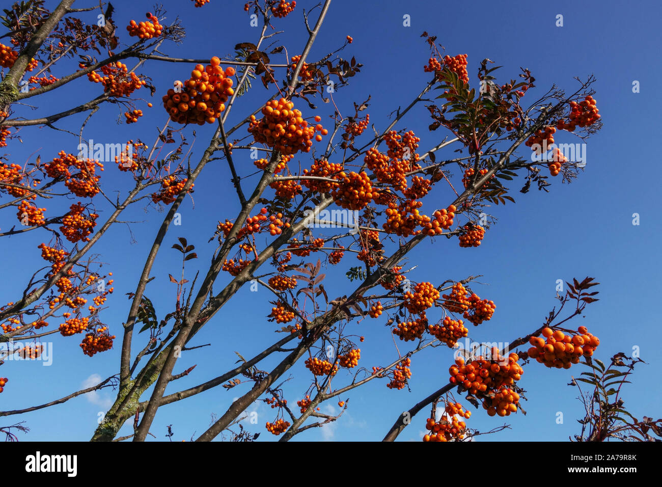 Sorbus Sunshine, Sorbus tree Stock Photo