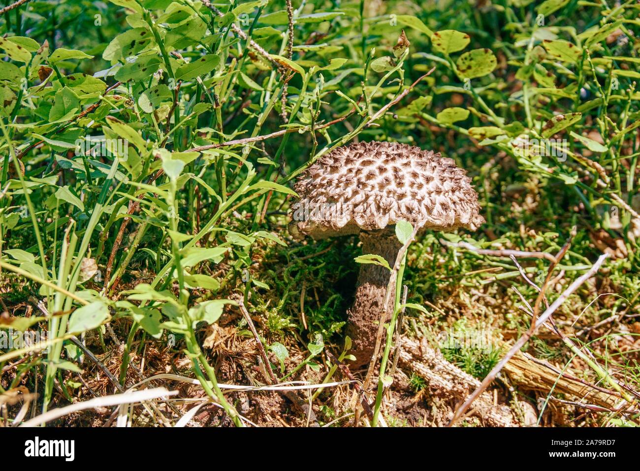 Horizontal photo of rare mushroom Strobilomyces. Mushroom has specific head and stem with grey color. Mushroom grows in grass with small green shrubs Stock Photo