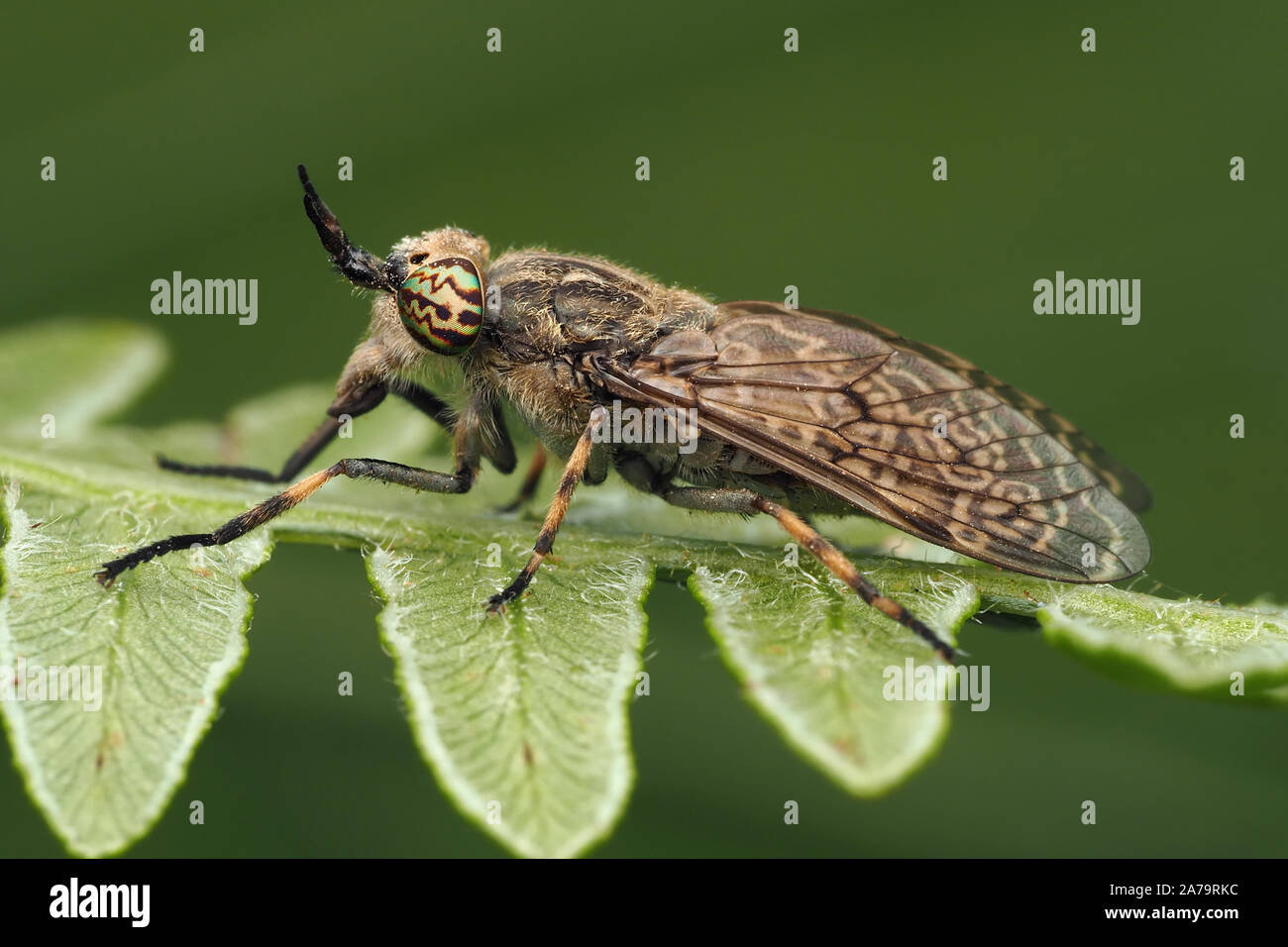 Female notch horned cleg horsefly perched on fern hires stock photography and images Alamy