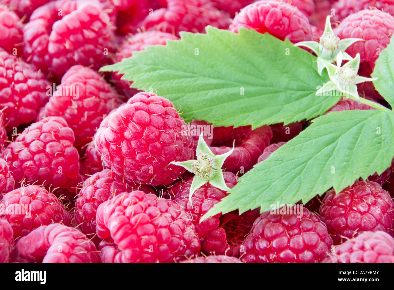 Raspberries background with leafes Stock Photo