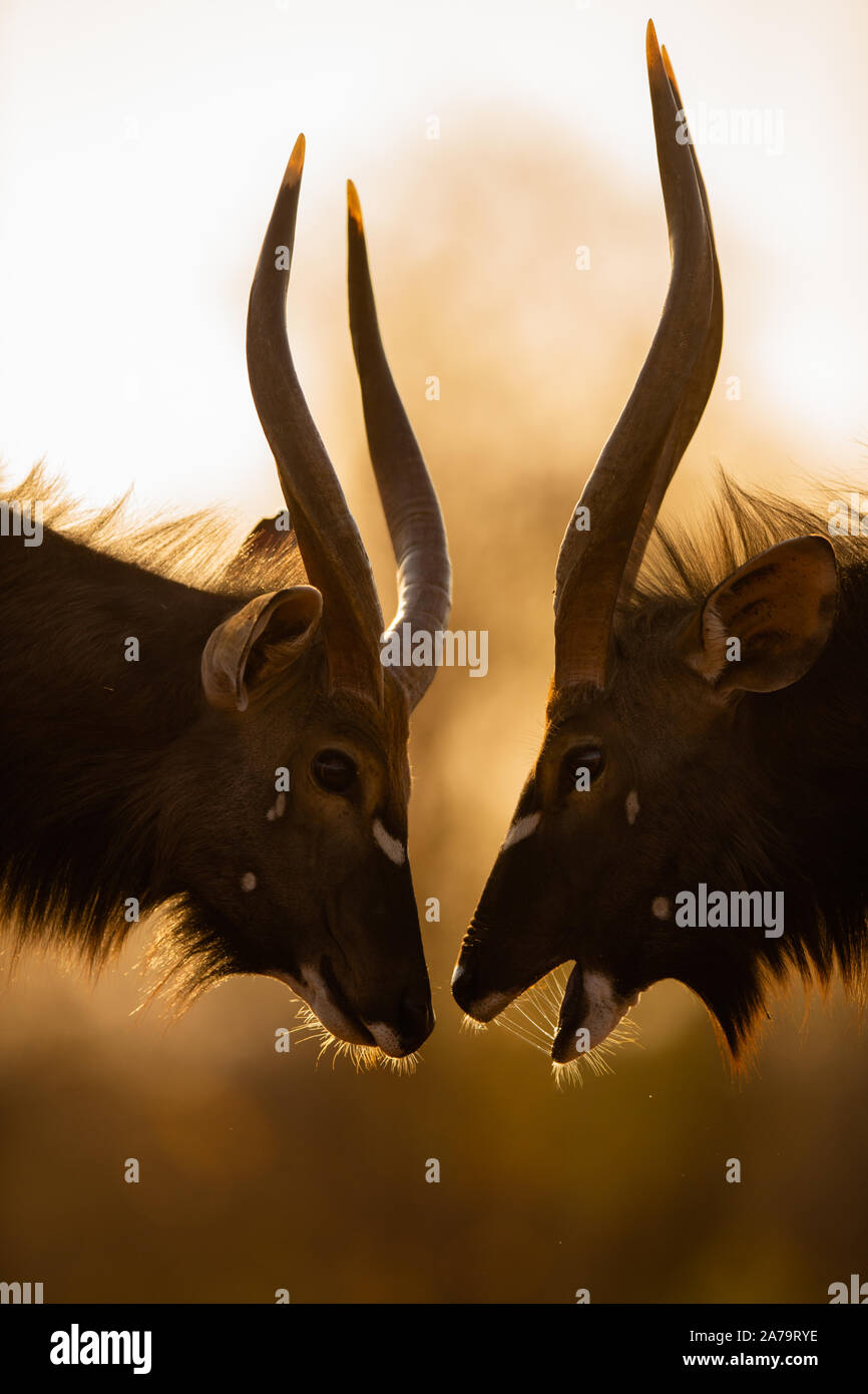 Nyala Bulls (Tragelaphus angasii) sizing each other up, Karongwe Game Reserve, Limpopo, South Africa Stock Photo