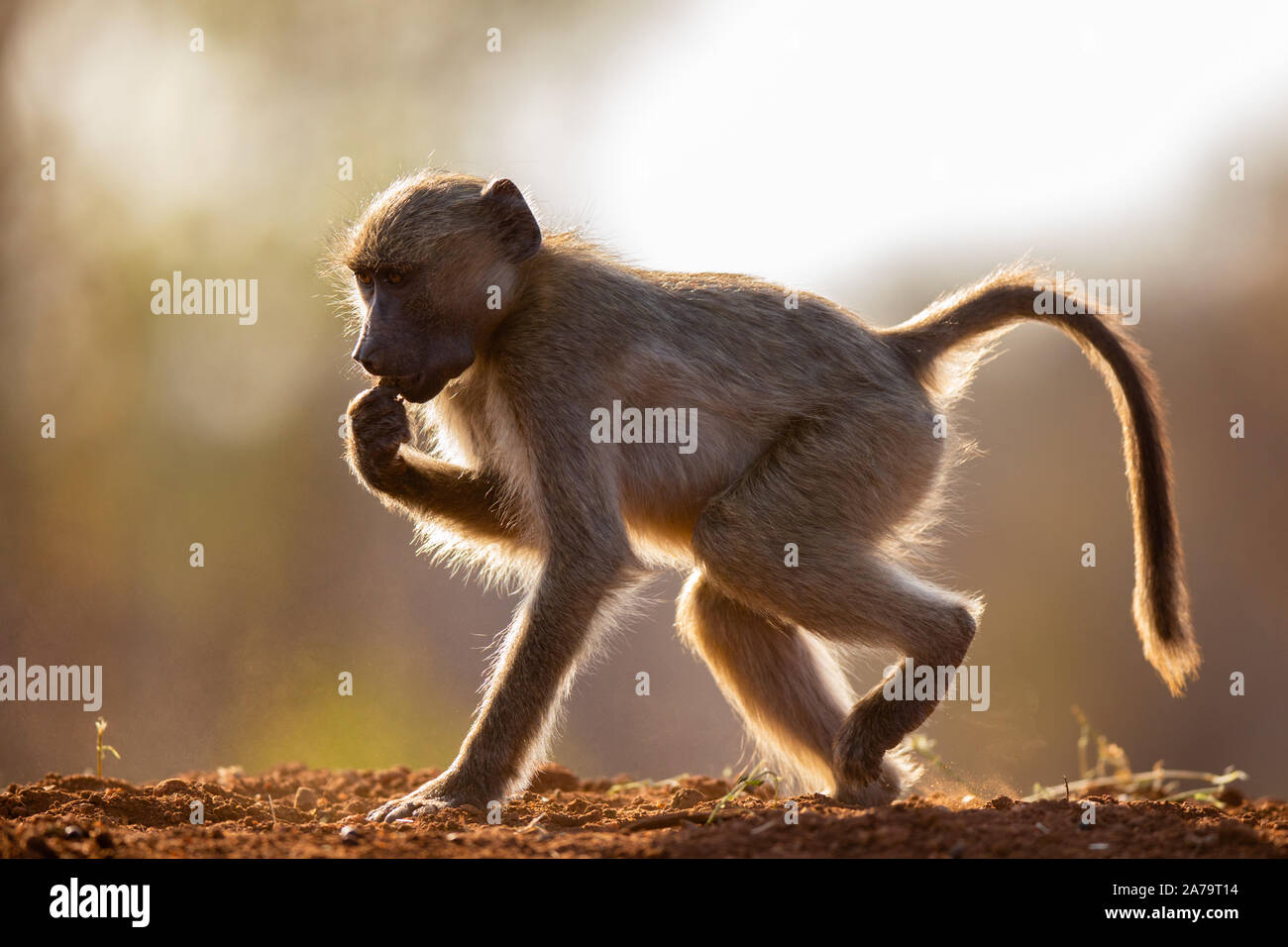 Juvenile Chacma Baboon (Papio ursinus) male walking and photographed with back lighting, Karongwe Game Reserve, Limpopo, South Africa Stock Photo
