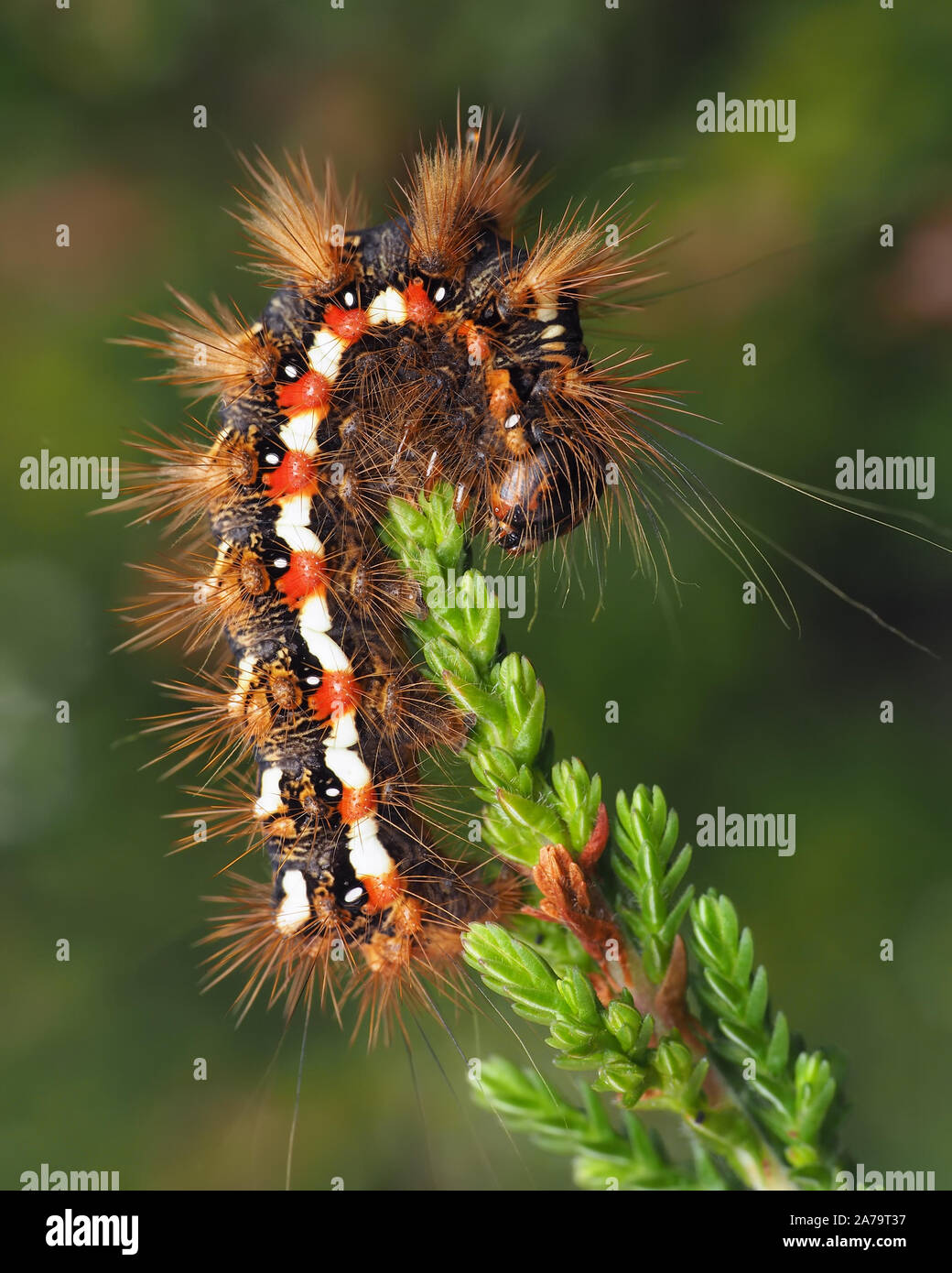 Knot Grass moth caterpillar (Acronicta rumicis) feeding on heather. Tipperary, Ireland Stock Photo