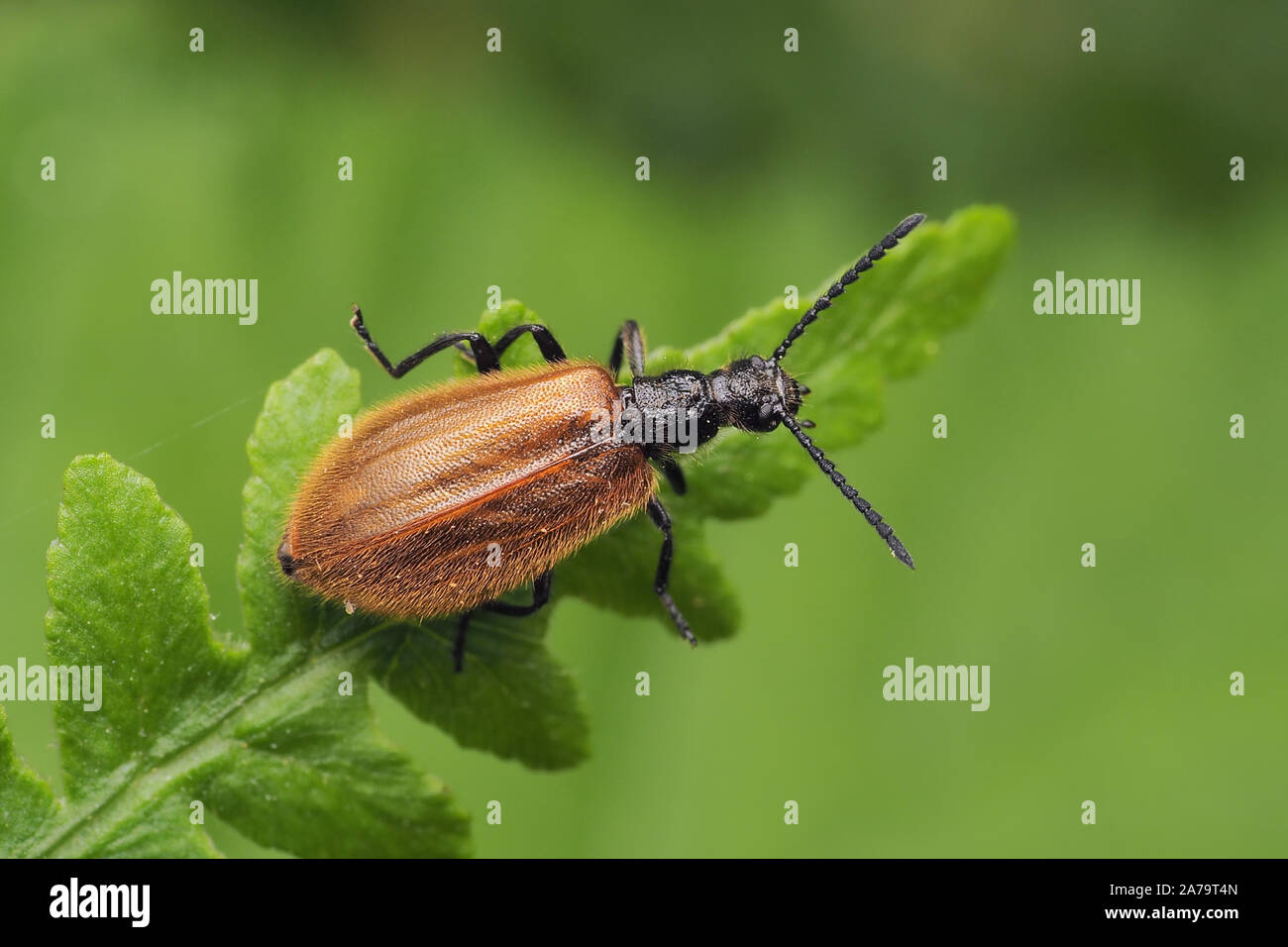 Lagria hirta beetle perched on fern. Tipperary, Ireland Stock Photo
