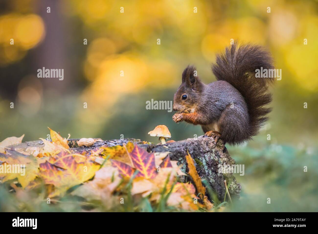 Cute hungry red squirrel sitting on a tree stump covered with colorful leaves and a mushroom feeding on seeds. Autumn day in a deep forest. Stock Photo