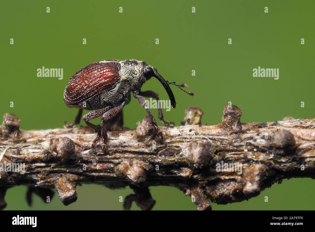 Tiny Weevil crawling on conifer tree twig. Tipperary, Ireland Stock Photo