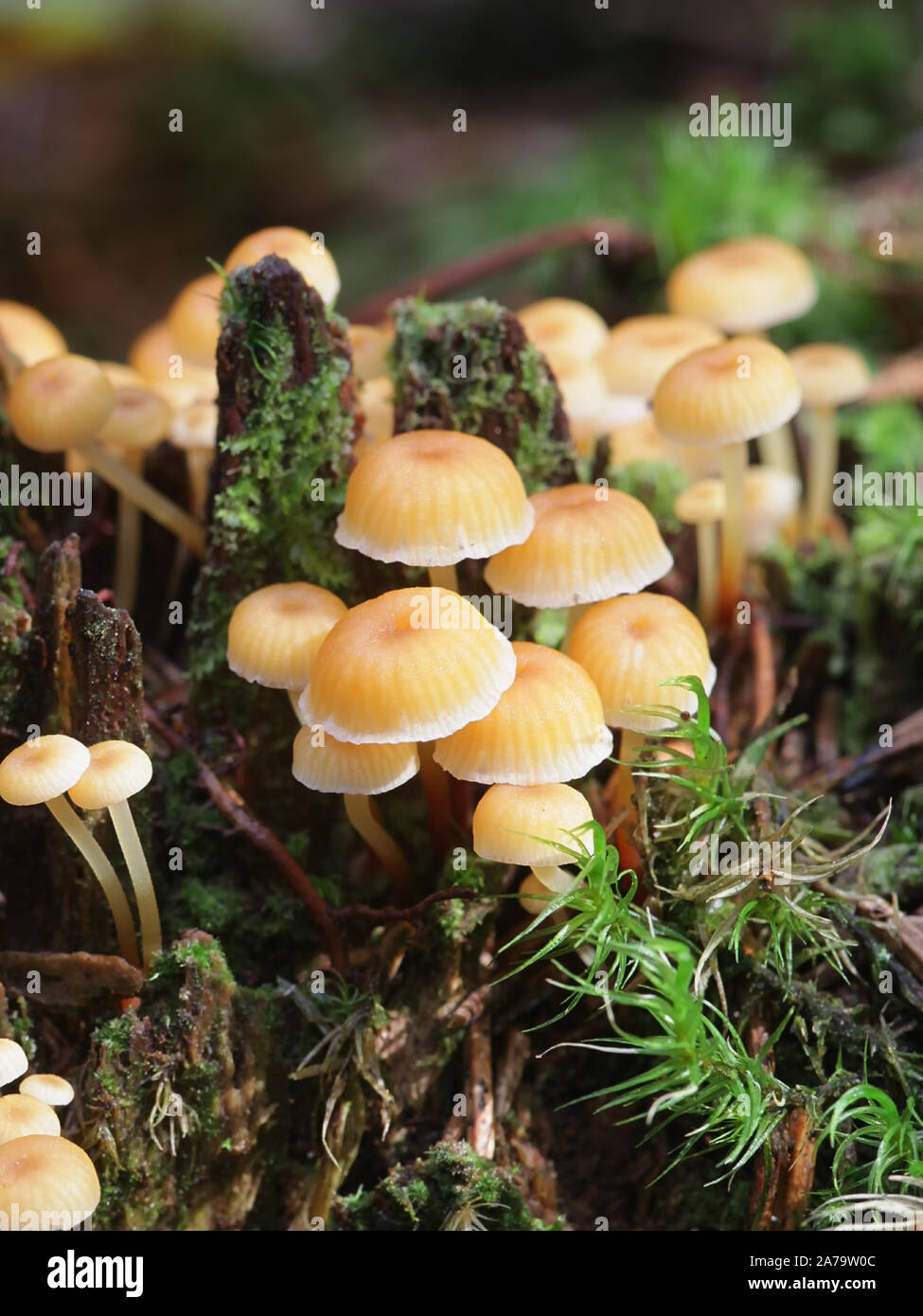 Xeromphalina campanella, known as the golden trumpet and the bell ...