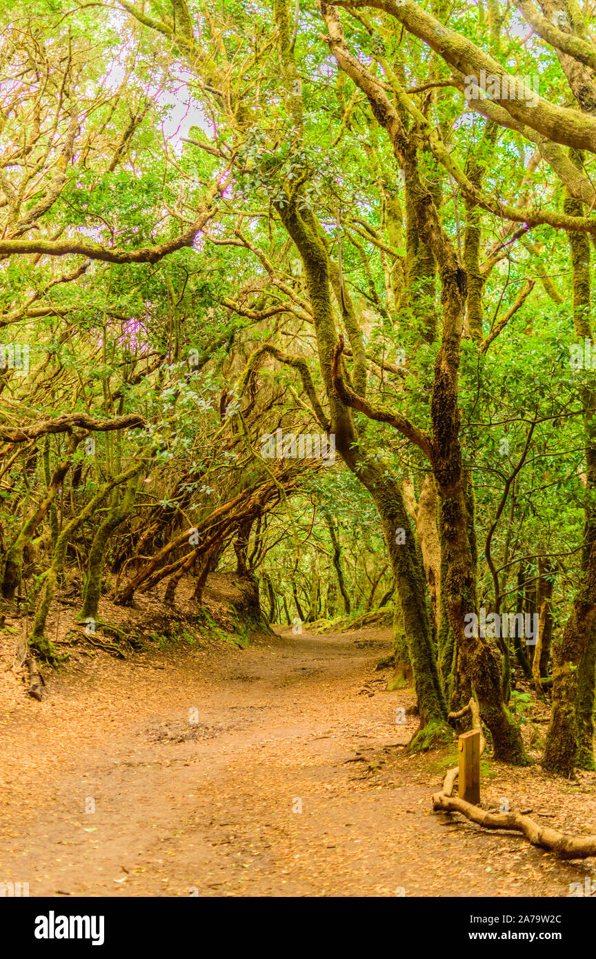 Paradisiac and idyllic forest of Laurisilva Monteverde in the roadside  ditches on the path of the senses. April 11, 2019. Vega De Las Mercedes  Santa C Stock Photo - Alamy