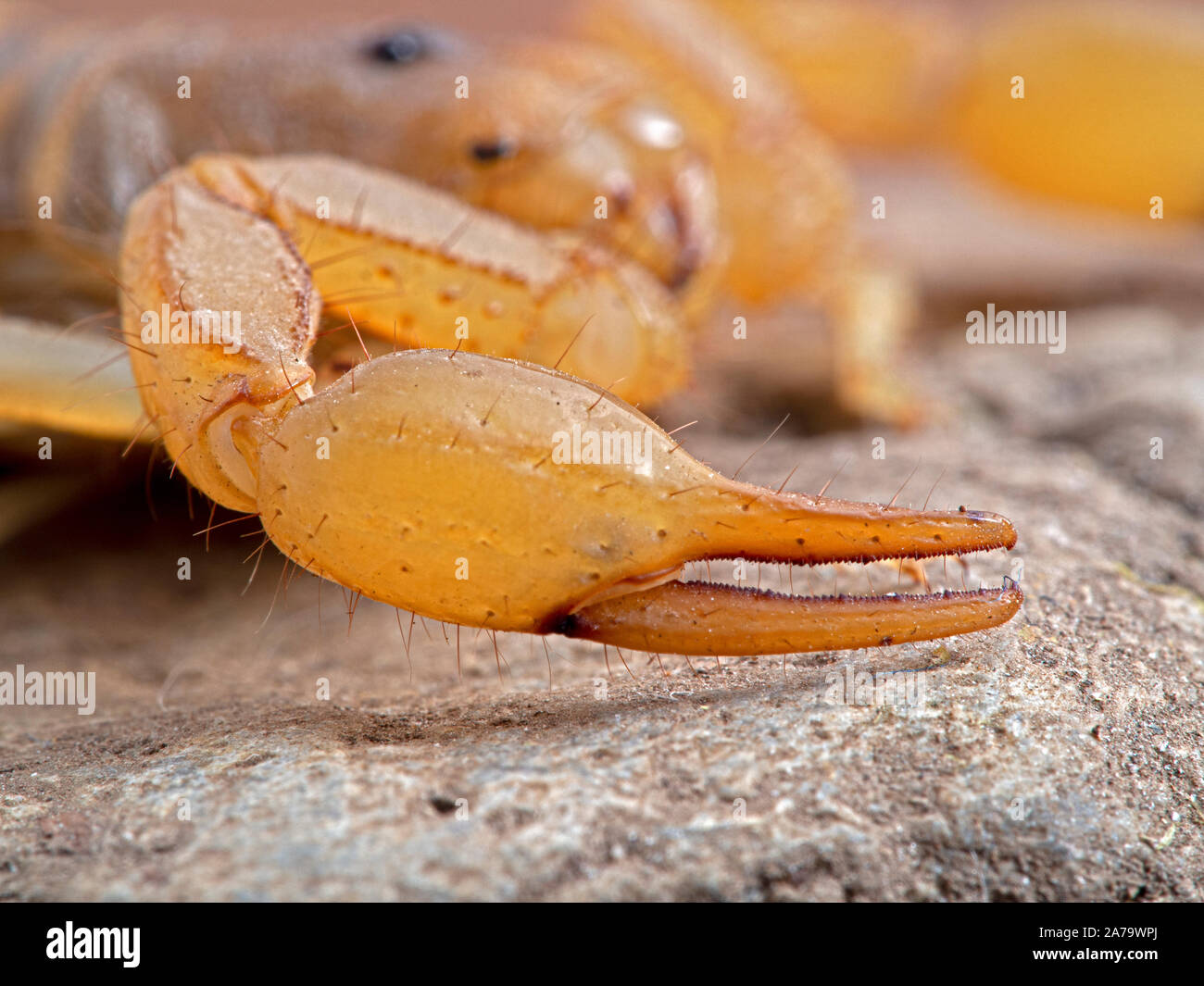 claw (pedipalp) of an Arizona stripe-tailed scorpion,  Paravaejovis spinigerus Stock Photo