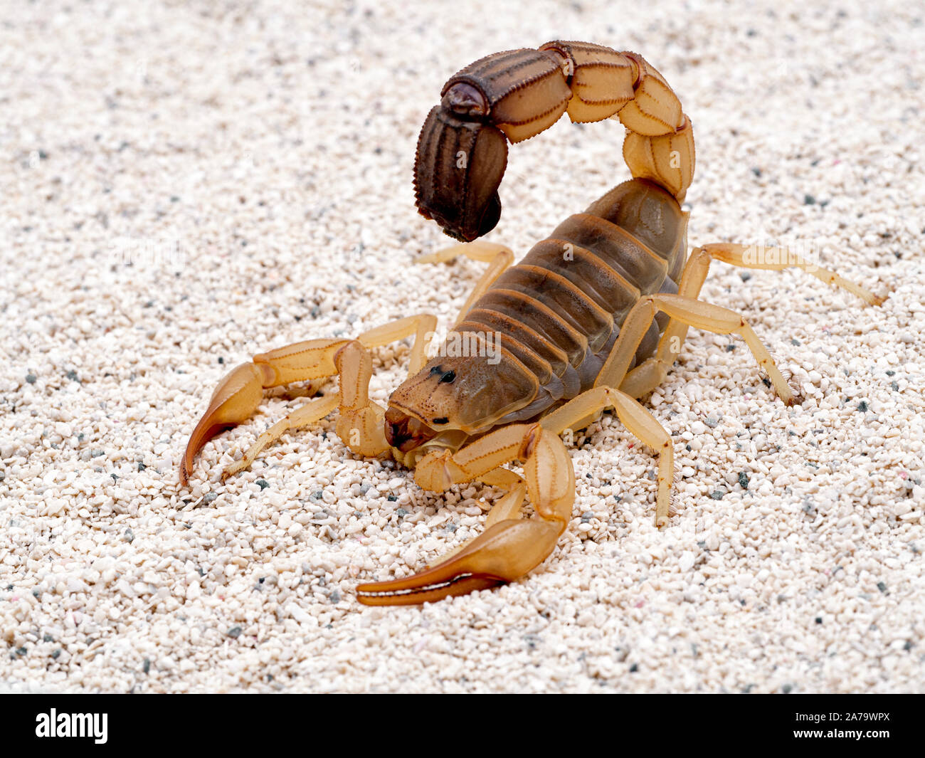Fattail scorpion hi-res stock photography and images - Alamy