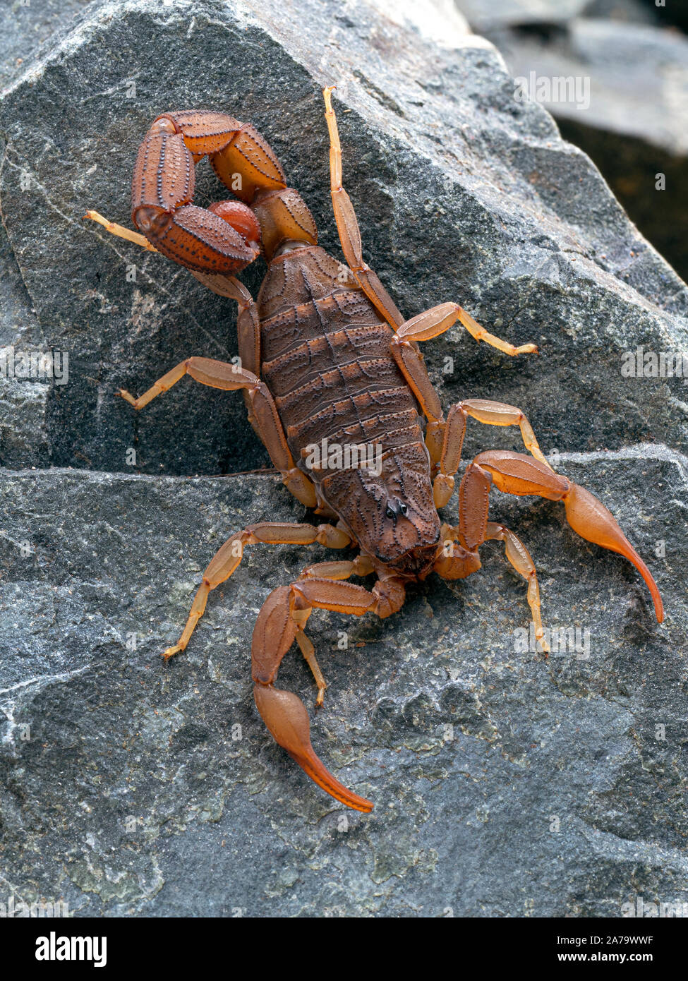 An alligator back scorpion, Hottentotta hottentotta, resting on a ...