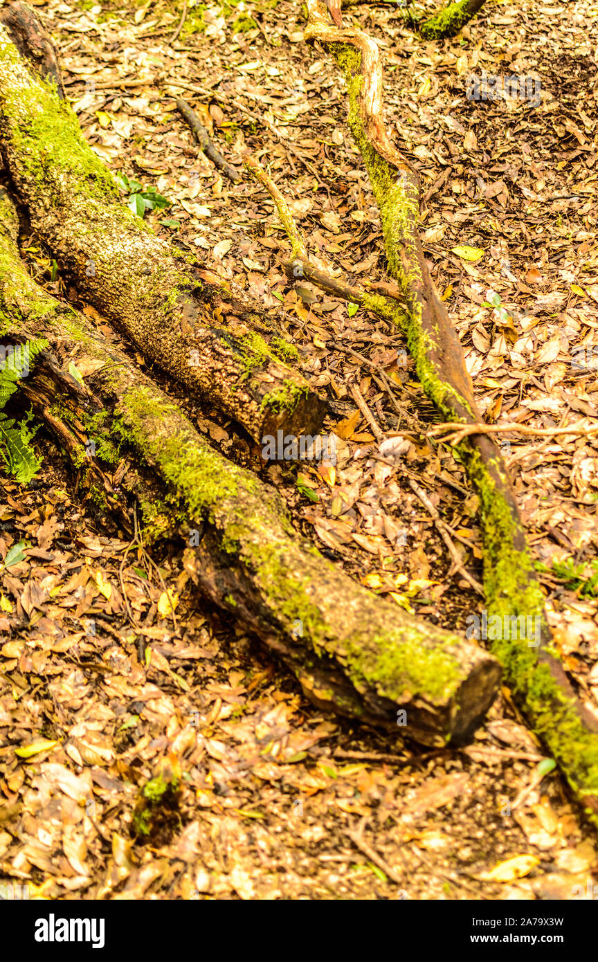 Composition of dry logs with green moss lying on the gutter along the path of the senses. April 11, 2019. Vega De Las Mercedes Santa Cruz De Tenerife Stock Photo