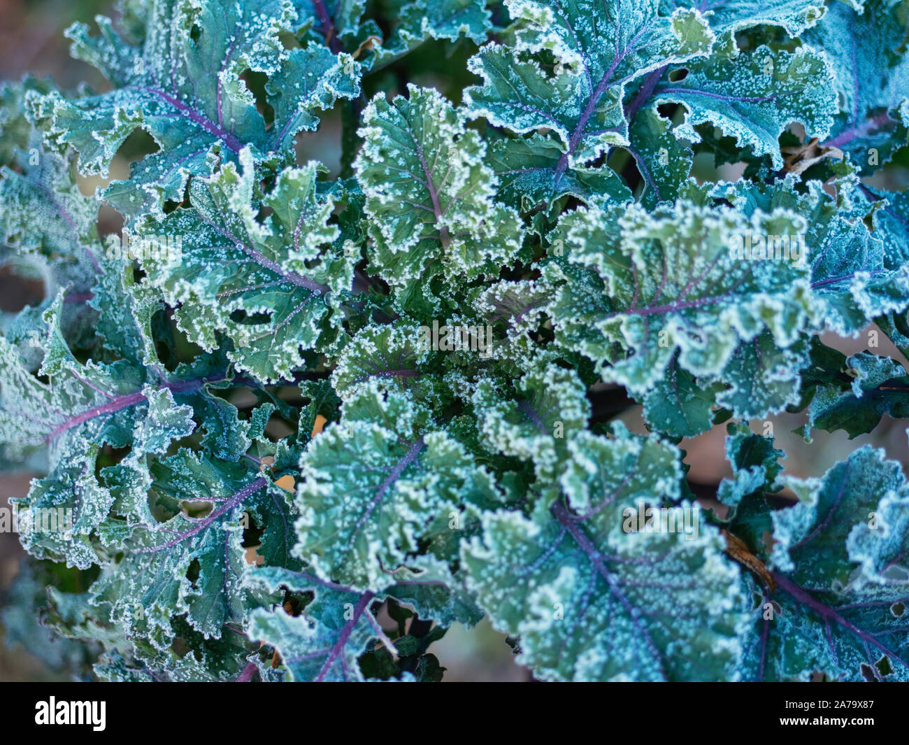 German heirloom kale variety 'Altmärker Braunkohl' with frost in the morning. Stock Photo