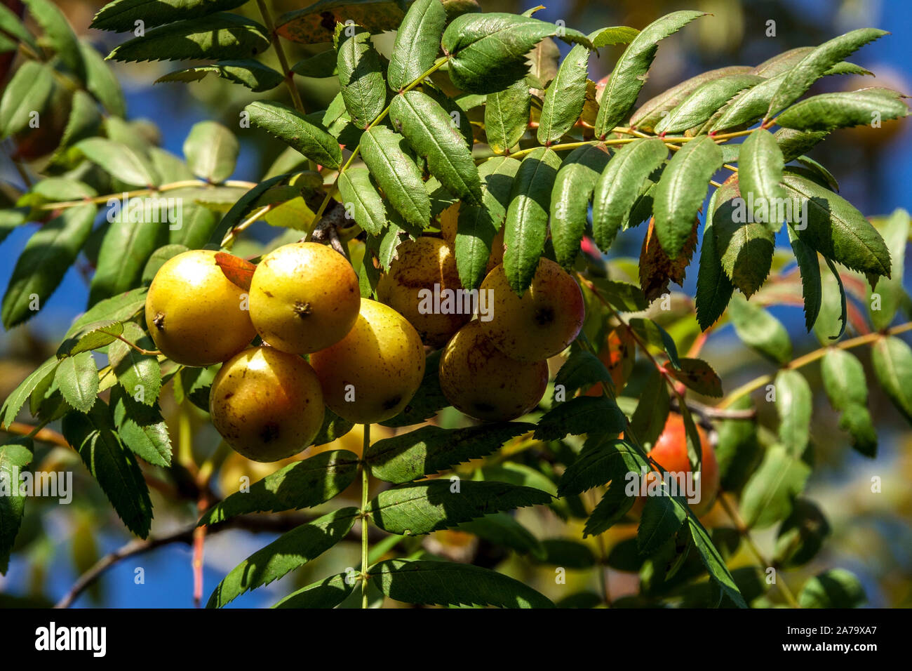 Sorbus domestica 'Pyriformis' fruits Stock Photo