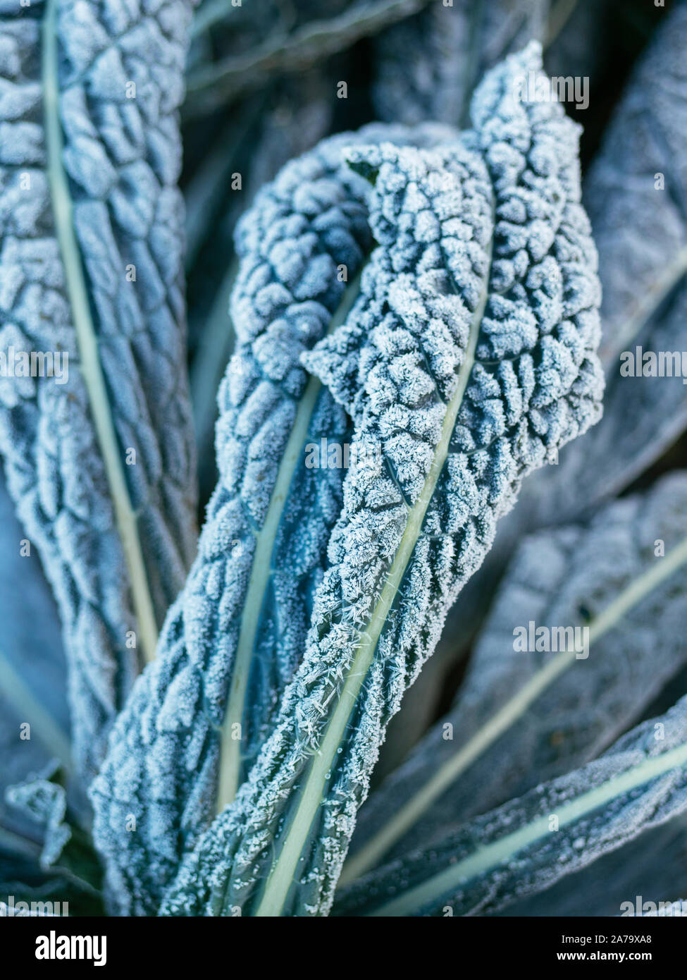 Kale Nero Di Toscana with frost in a vegetable garden. Stock Photo