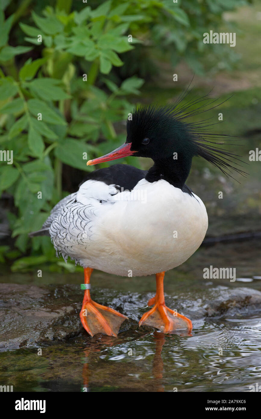 Chinese Merganser, Mergus squamatus, single adult male standing on rock. Endangered species. Captive. Taken March. Arundel, West Sussex, UK. Stock Photo