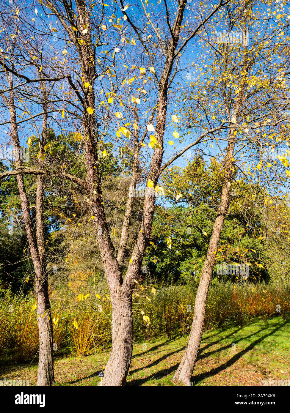 Hidden gardens of england hires stock photography and images Alamy