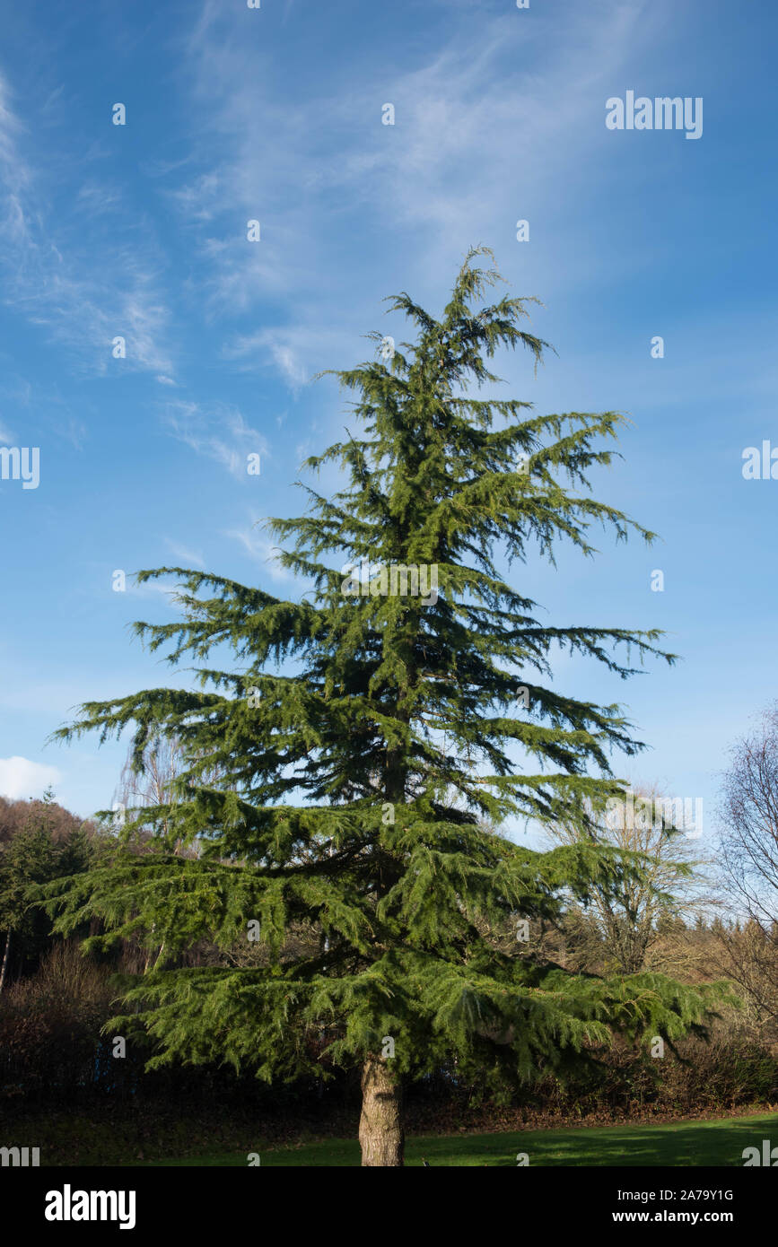 Himalayan Cedar or Deodar Cedar Evergreen Conifer Tree (Cedrus Deodara) in a Park in Rural Devon, England, UK Stock Photo
