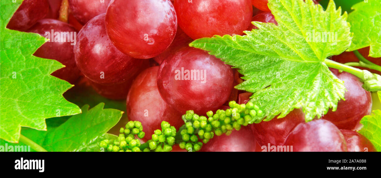 Bunch of wine grapes with leaves hi-res stock photography and images ...