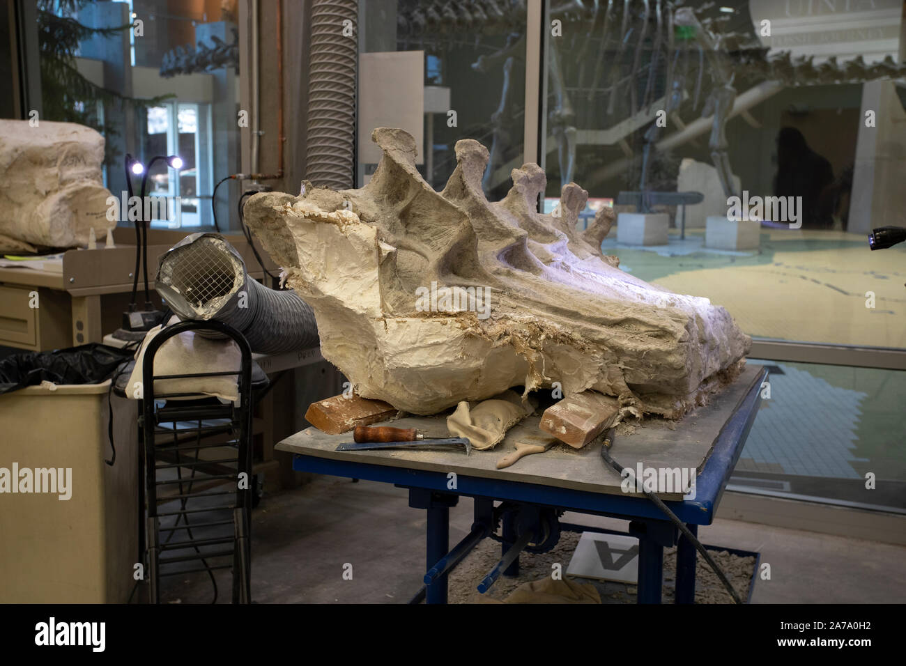 Dinosaur Paleontologist bone fossil working science. Paleontology scientific study of ancient life, fossils, dinosaurs and evolution. Science. Stock Photo