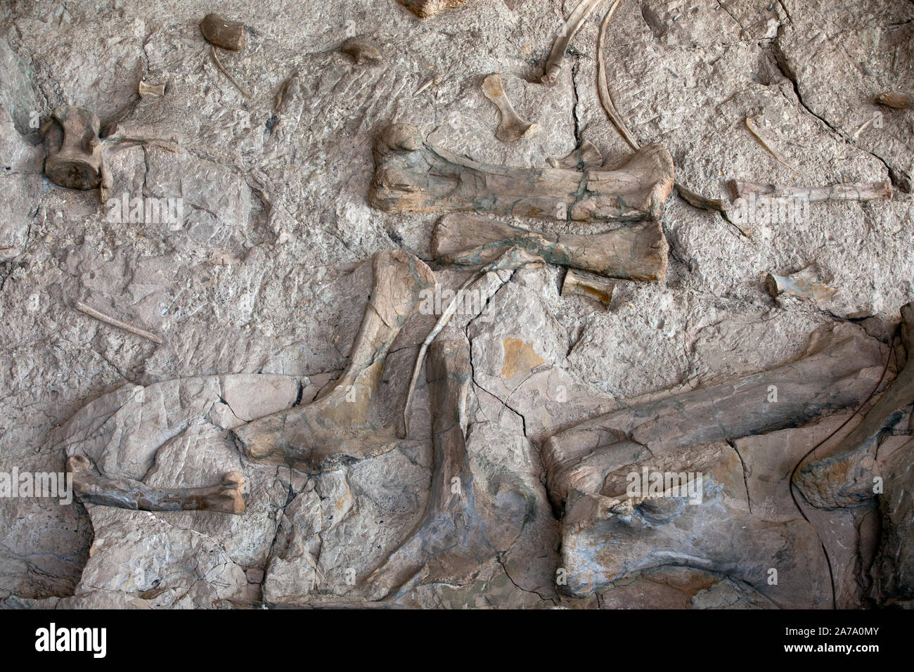 Dinosaur Paleontologist bone fossil working science. Paleontology