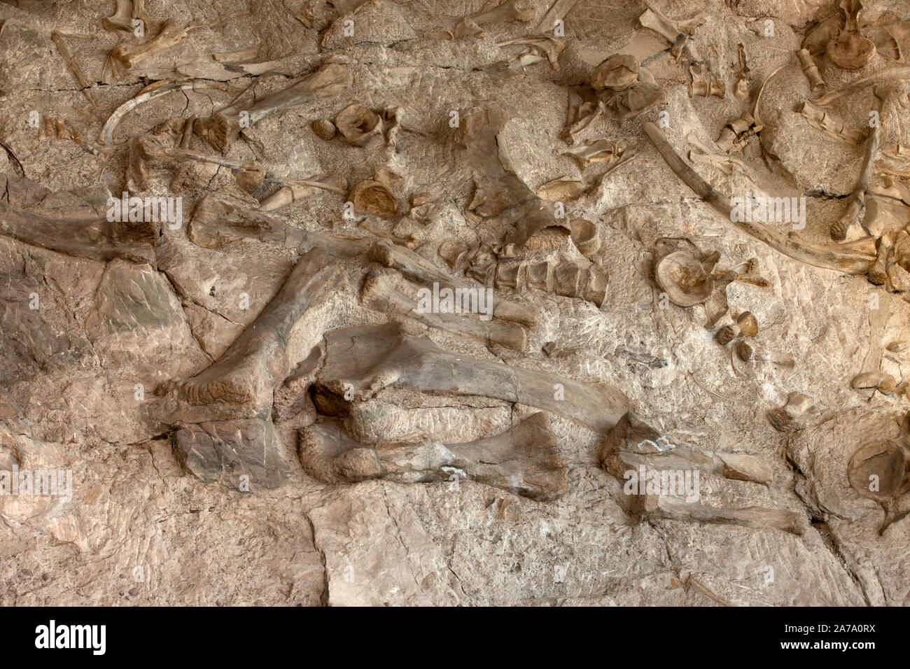 Dinosaur Paleontologist bone fossil working science. Paleontology